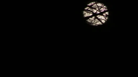 Full Moon through trees timelapse Видео 128351815