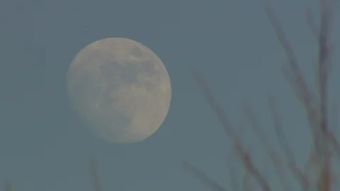 Full Moon thru Tree Stock Footage