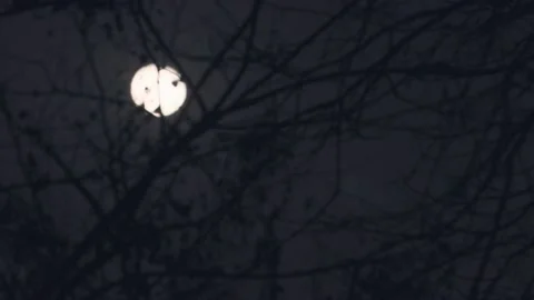 Full Moon Time  With Tree Stock Footage 234254639