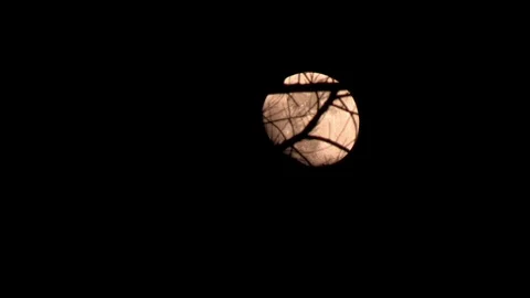 Full Moon Timelapse Behind Branches India Video stock 86147721