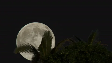 Full Moon Timelapse Palm Trees Stock Footage 65276395