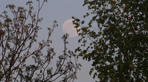 Full Moon Tree Evening Stock Footage 30406147