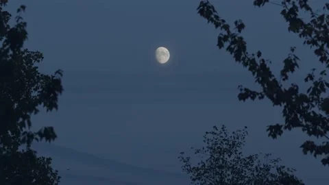 Full Moon with Trees and Birds Flying By Stock Footage 221587622