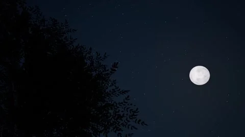 Full Moon trees blue starry sky nature bg Video stock 334801783