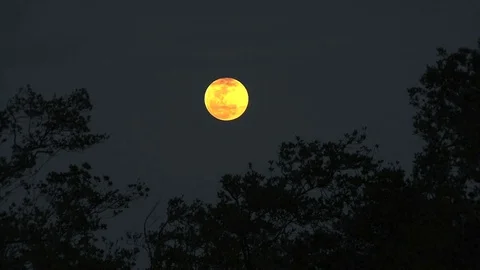 Full moon with trees Stock Footage 74073403