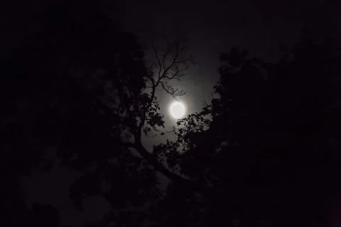 Full moon in trees Stock Photos