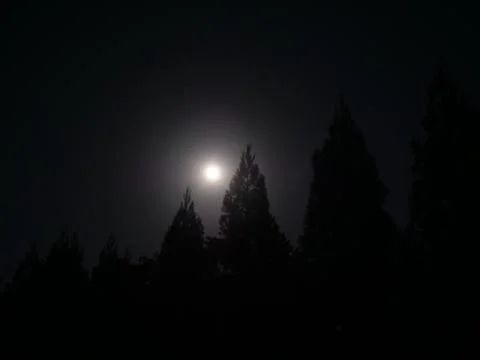 Full Moon with Trees Stock Photos