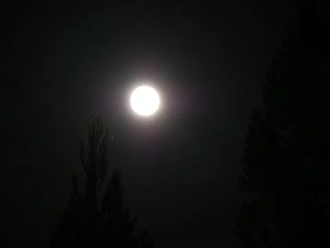 Full Moon with Trees Stock Photos