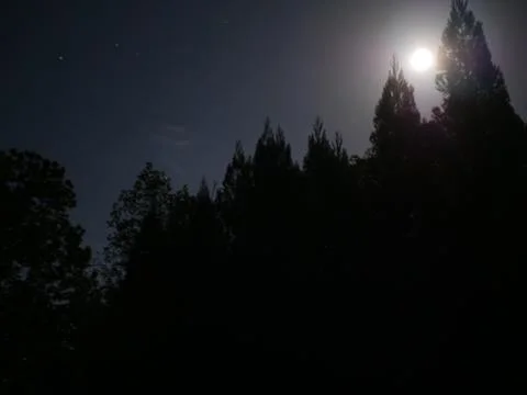 Full Moon with Trees Stock Photos