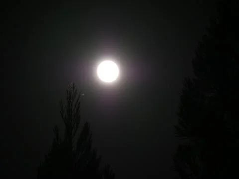 Full Moon with Trees Stock Photos