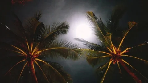 Full moon on a tropical night, palm trees on the night sky background. 1920x1080 Stock-Footage 80262233