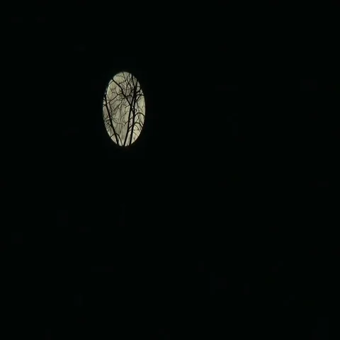 Full moon, upper left frame, with blowing branches in the foreground Stock Footage 69598999