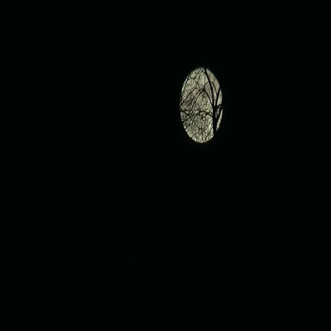 Full moon, upper right frame, with blowing branches in the foreground Stock Footage 69599100