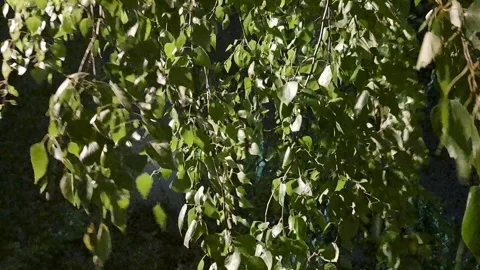 Full Moon Video Video stock 251804218