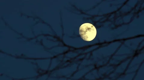 Full Moon view through branches of tree Stock Footage 45686246