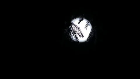 Full Moon view through branches of tree. Video stock 76269745
