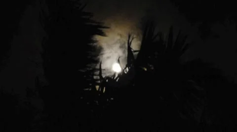 Full moon w palmtrees 01 HD Stock Footage 7901658