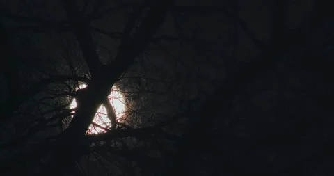 Full moon wanders across the night sky behind a tree Stock-Footage 330287353