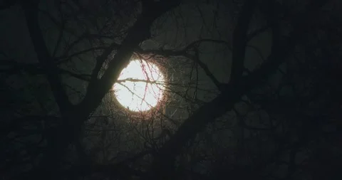 Full moon wanders across the night sky behind a tree Video stock 330287406