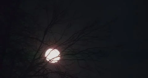 Full moon wanders across the night sky behind a tree 動画素材 330287479