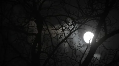 Full moon in winter branches Stock Footage 47450699