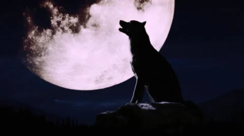 The full moon ，The Wolf Video stock 53370696
