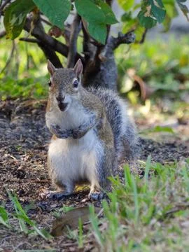 Full Mouth Squirrel Stock Photos