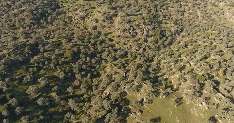 Full of Olive Trees on Mountain Aerial Stock Footage 122670119