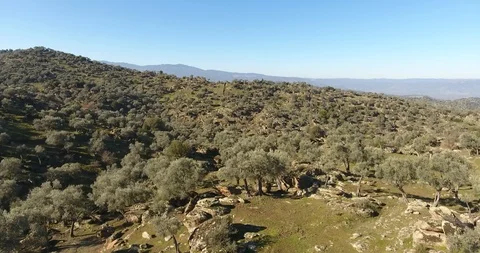 Full of Olive Trees on Mountain Aerial Stock Footage 122697343