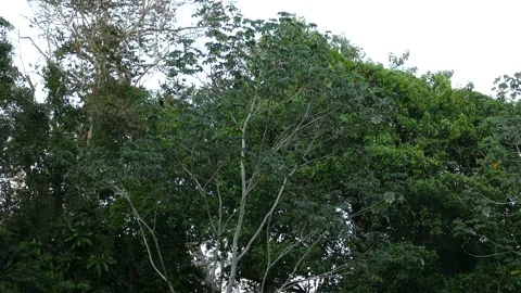 Full one minute audio sequence of jungle sound with howler monkey screams Stock Footage 140701232