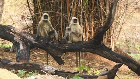 Full or medium shot of Gray or Hanuman langurs or indian langur or monkey Video stock 162543485