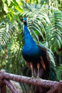 Full peacock in blue 2  Stock Photos