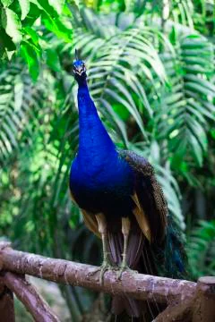 Full peacock in blue 3  Stock Photos