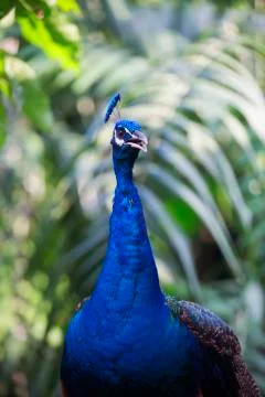 Full peacock in blue 4 Stock Photos