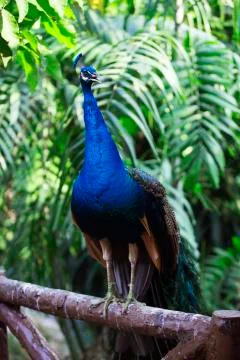 Full peacock in blue 5 Stock Photos