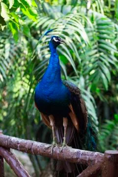Full peacock in blue 6  Stock Photos