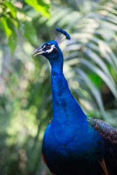 Full peacock in blue 8  Stock Photos