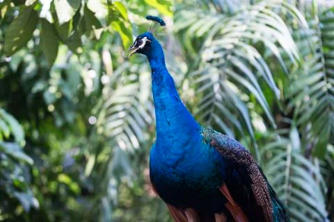 Full peacock in blue  Stock Photos