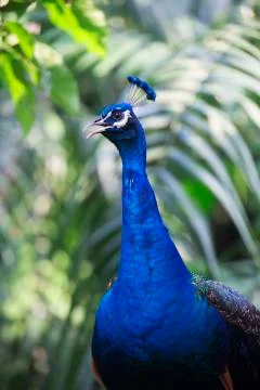 Full peacock in blue7  Stock Photos