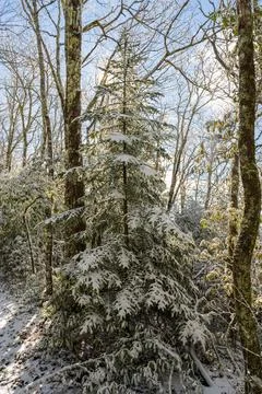 Full Pine Tree Covered In Snow Photos