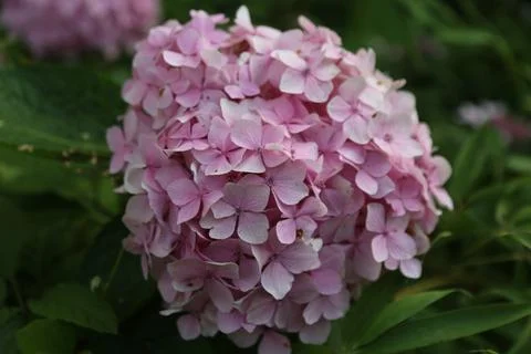Full pink hydrangea bloom with layered petals photographed against softly b.. 스톡 사진
