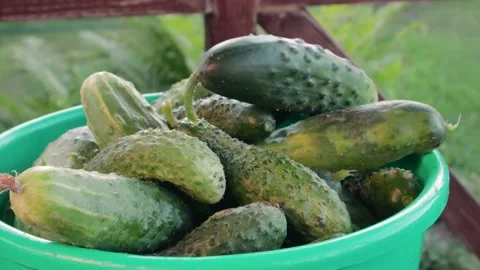 A full, plastic bucket of fresh cucumbers, removed from the top. Harvesting Stock Footage 142983204