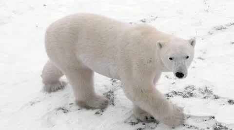 Full polar bear1 Stock Footage 10590701