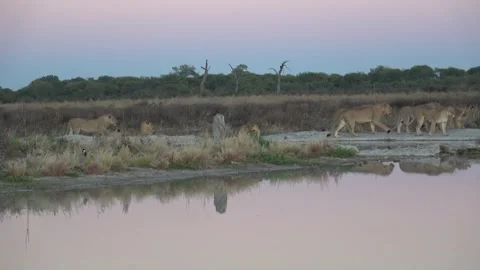 Full pride moving along reflective waterhole — Part 2 Stock Footage 322030628