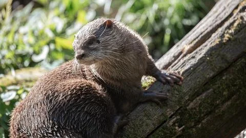 Full profile of an Asian small-clawed otter on a diagonal log in the sun Stock Photos