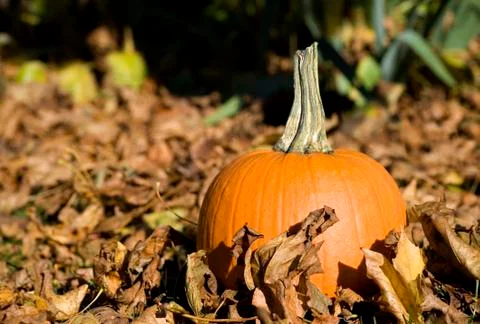 Full pumpkin Stock Photos