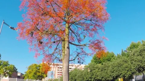 Full of red berries decorative tree. Stock Footage 79229900