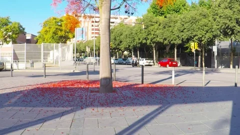 Full of red berries decorative tree. 库存影片 79229910