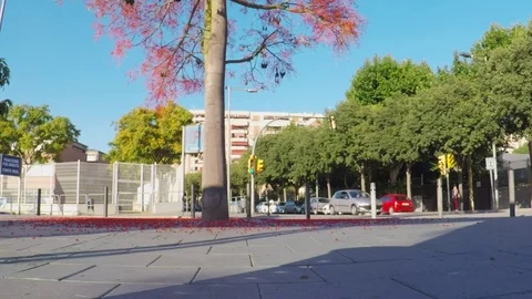 Full of red berries decorative tree. Stock Footage 79230055
