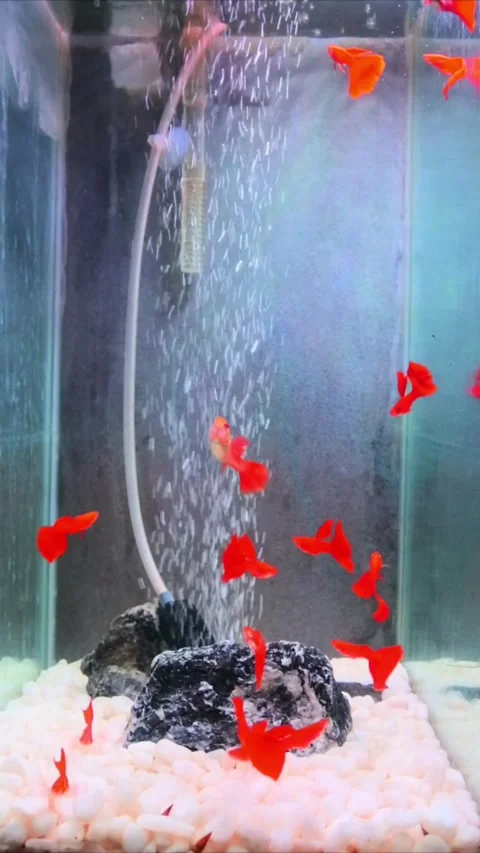 Full red guppy fish Stock Footage 301574483